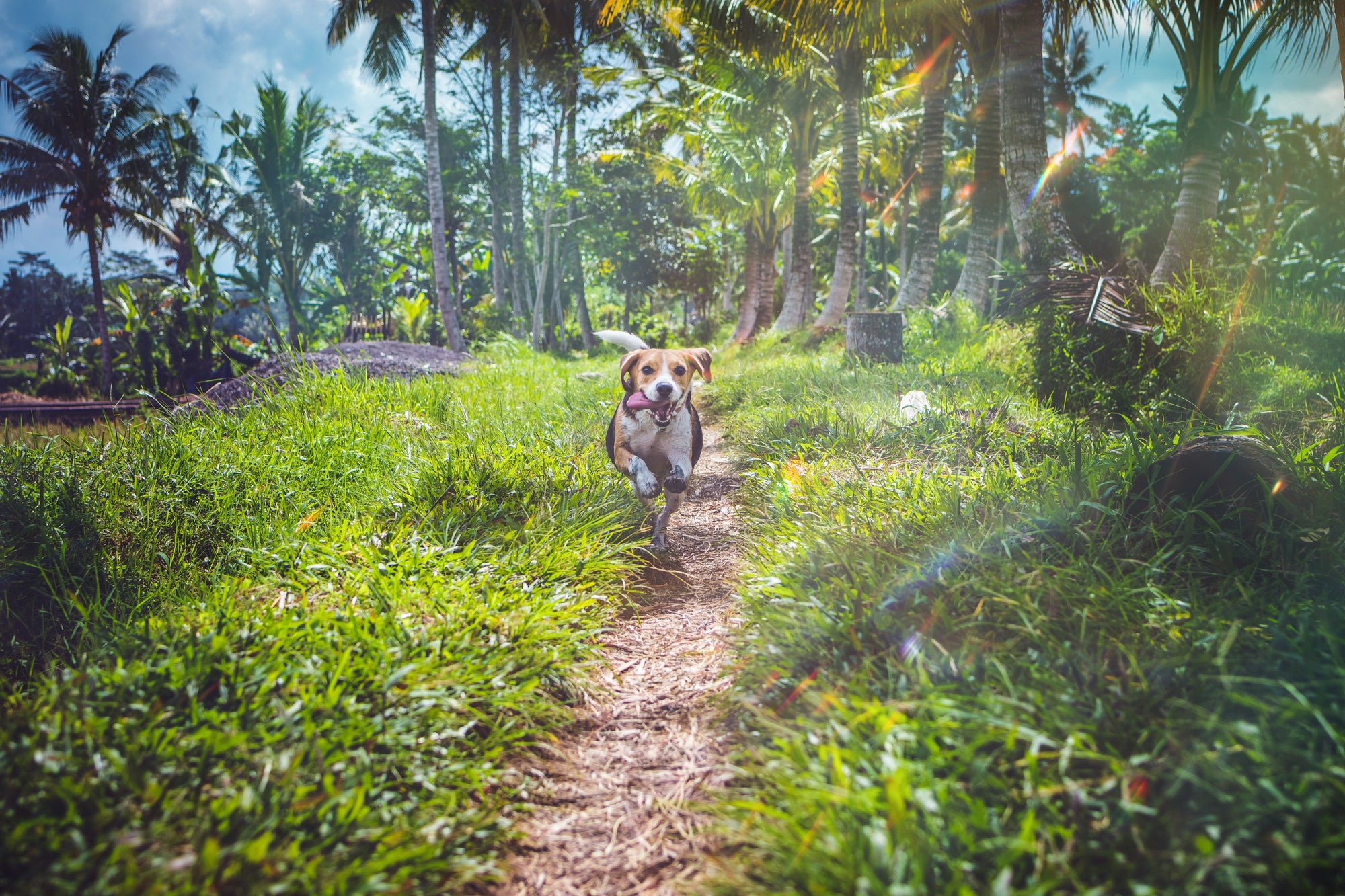 dog running along a path