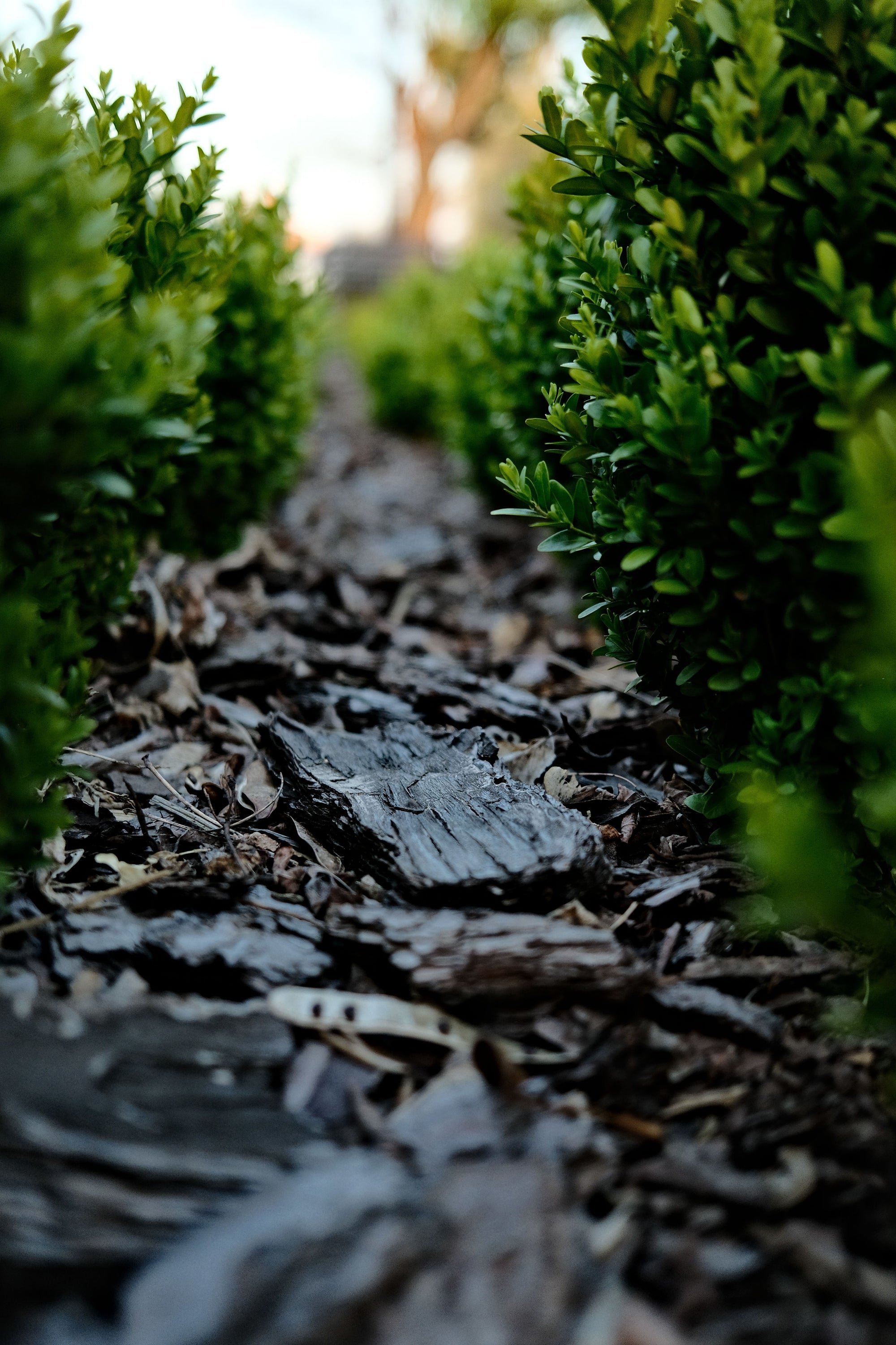 How Deep Should Mulch Be?