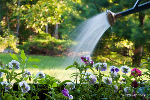 Watering the Garden - Basic Tips