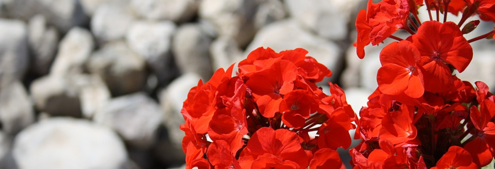 red flowers on white rocks