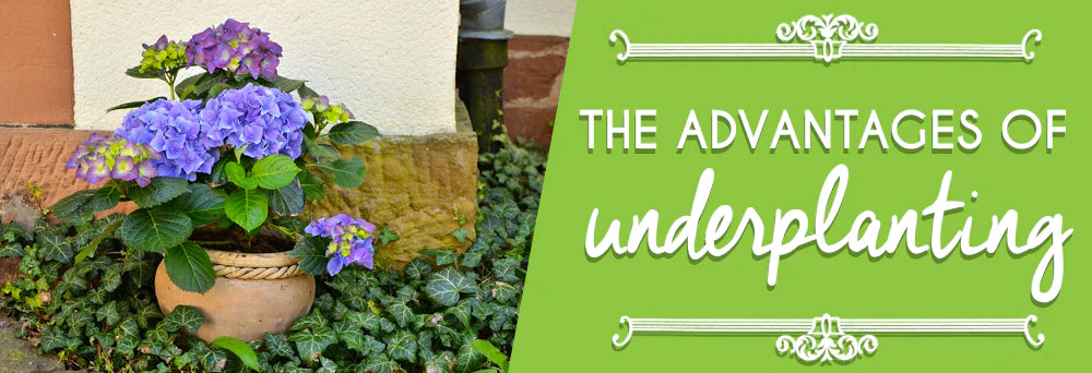 The Advantages of Underplanting