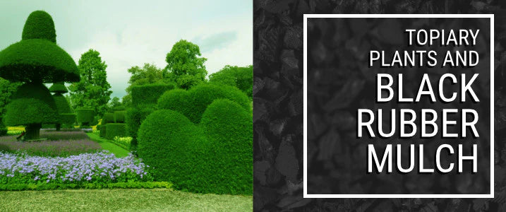 Topiary Plants and Black Rubber Mulch