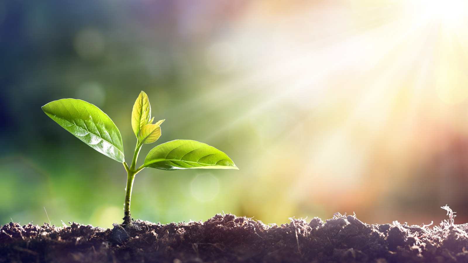 Rubber mulch for plants